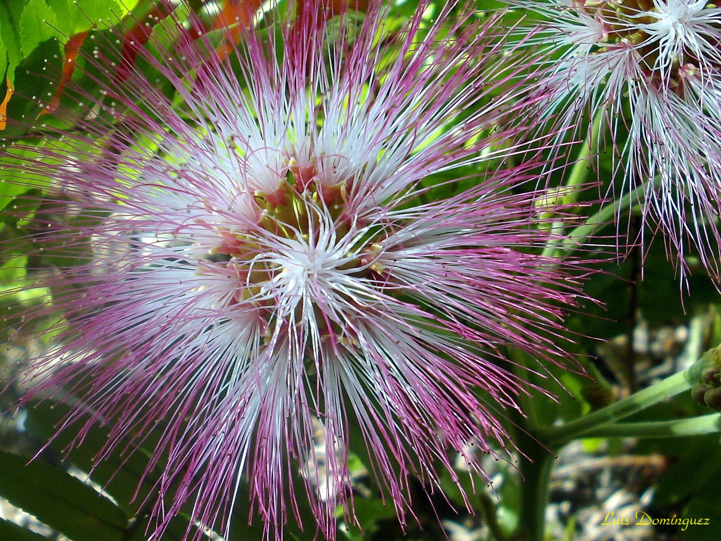 Flor de Albizia Acacia de Constantinopla