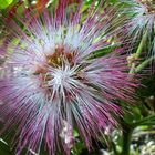 Flor de Albizia Acacia de Constantinopla