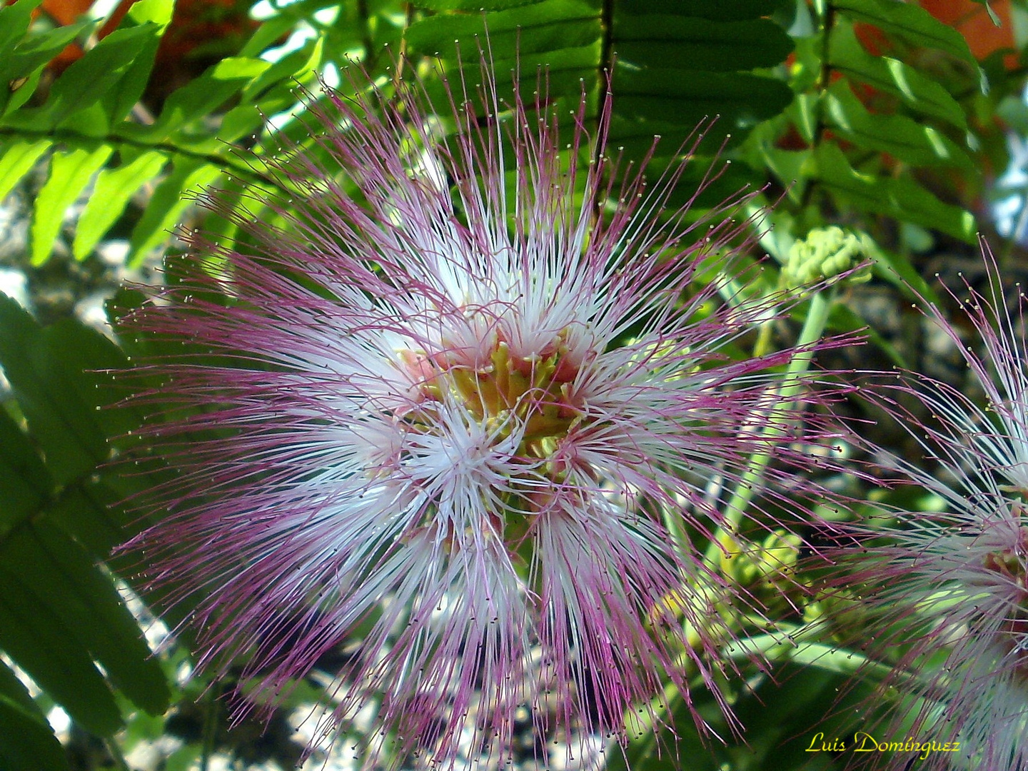 Flor de Albizia de Constatinopla