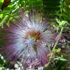 Flor de Albizia de Constatinopla