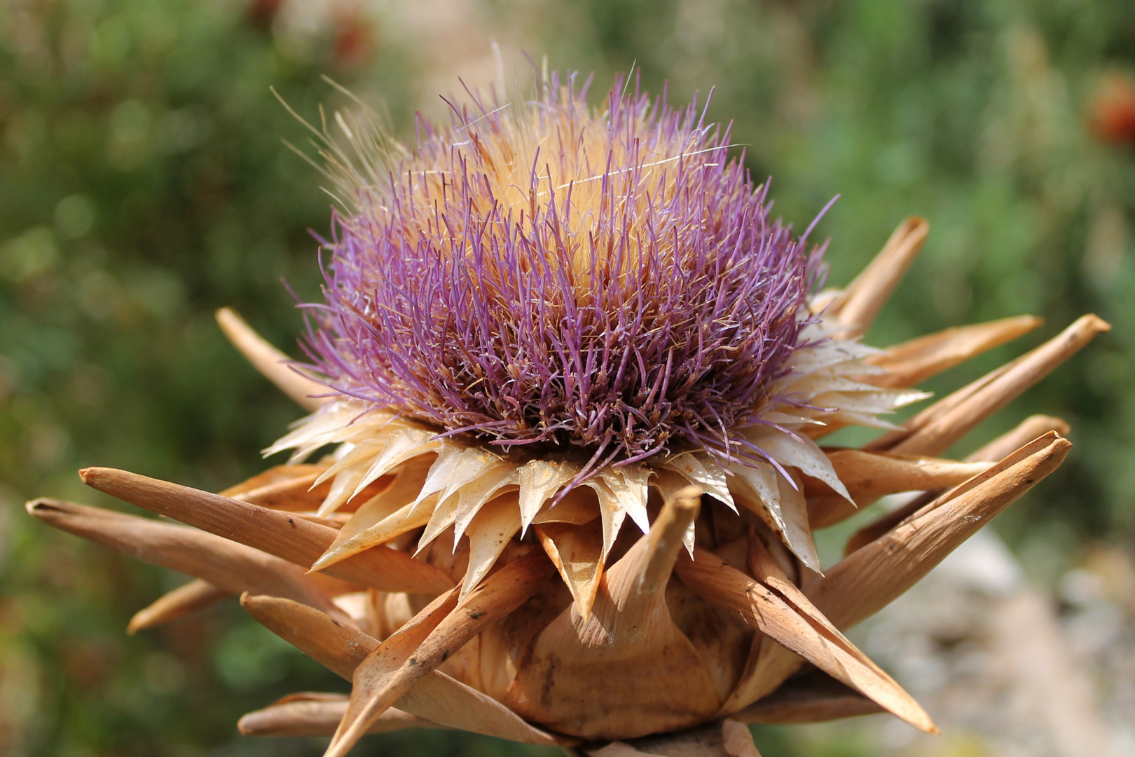 Flor de alcachofa