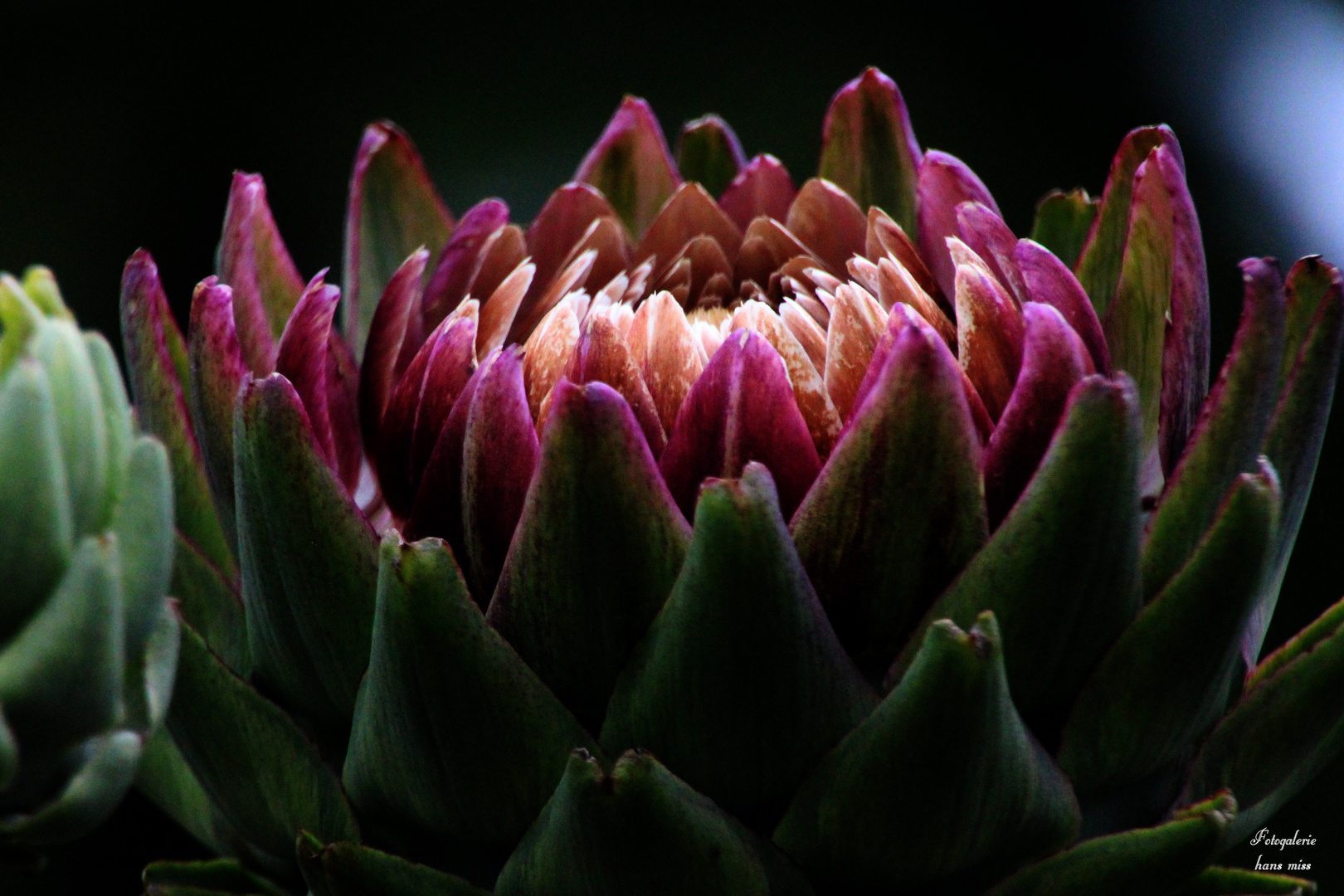 Flor de alcachofa