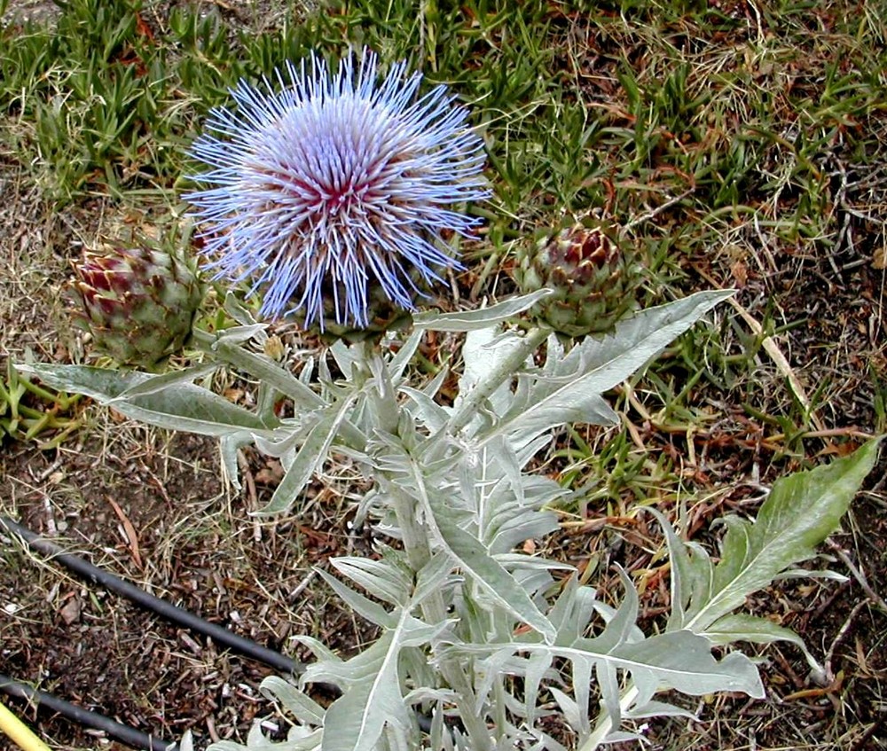 Flor de Alcachofa