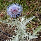 Flor de Alcachofa