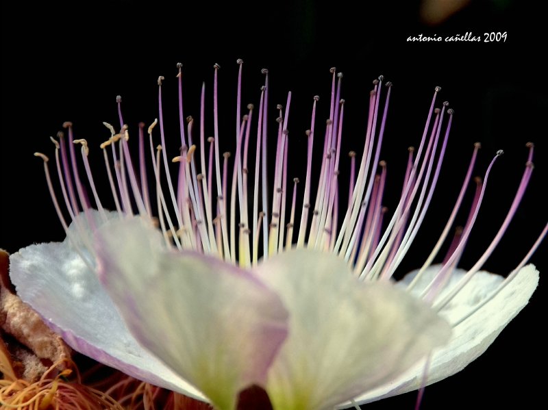 Flor de alcaparra