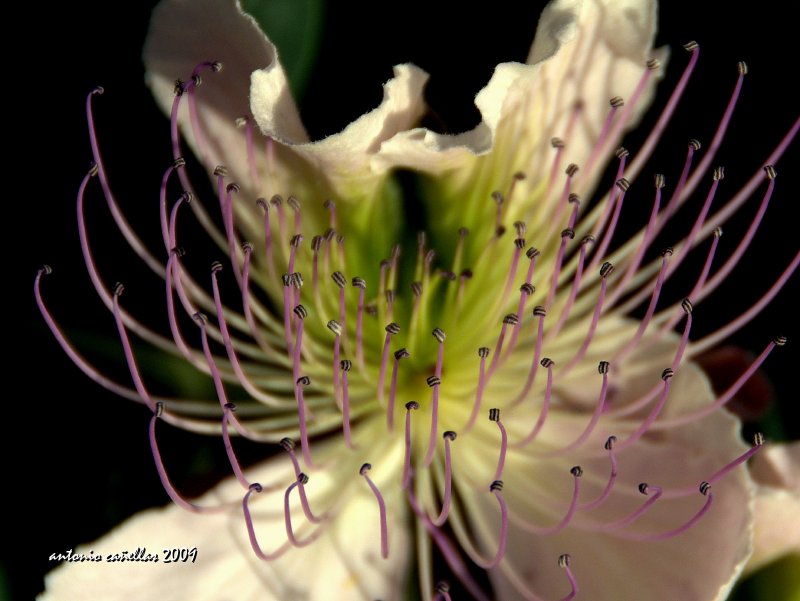 Flor de alcaparra (2)