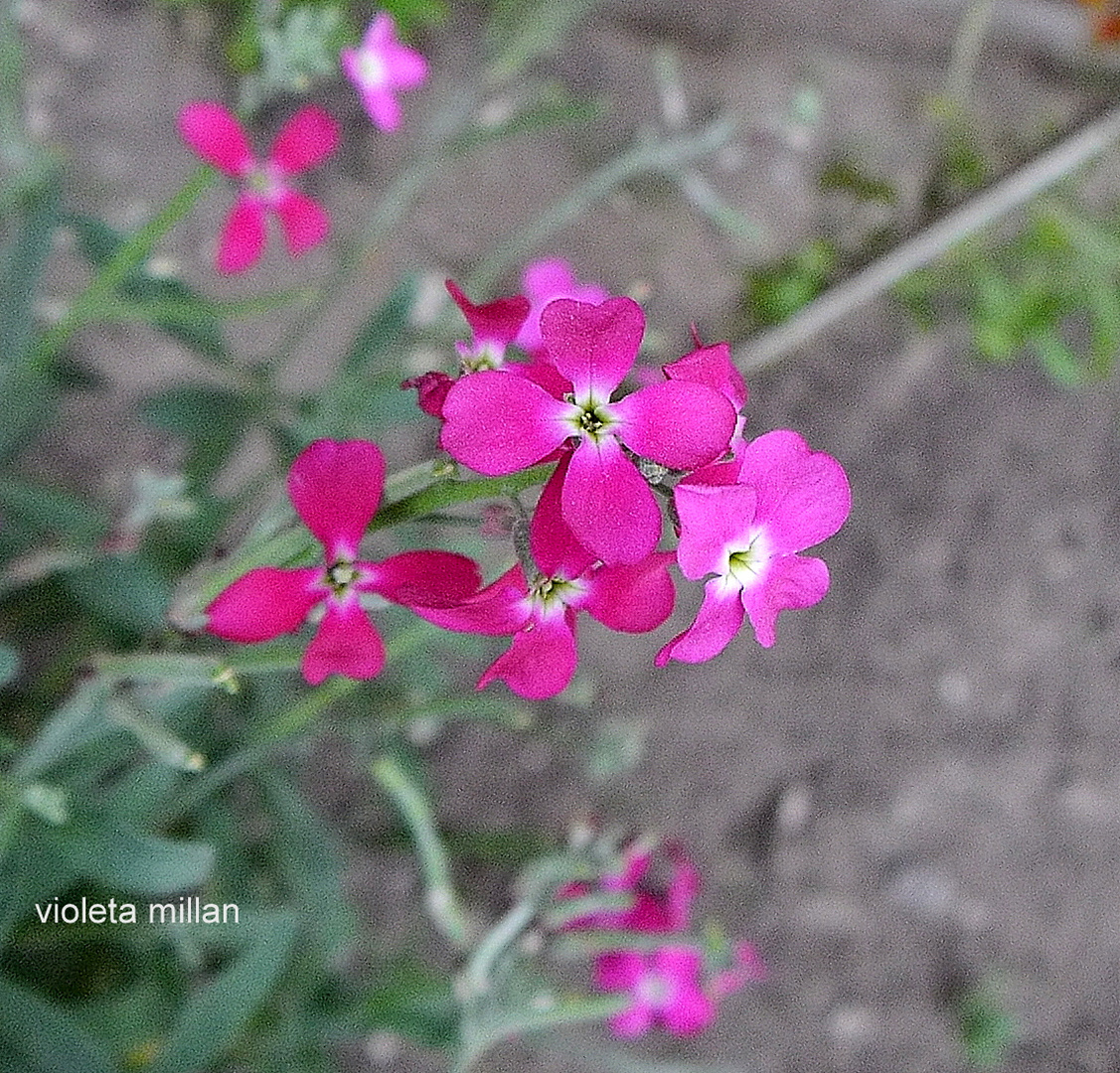 FLOR DE ALELI,SIMPLE