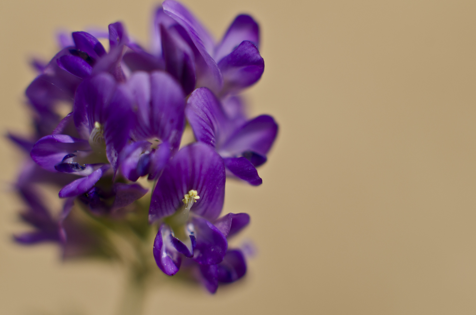 Flor de Alfalfa.