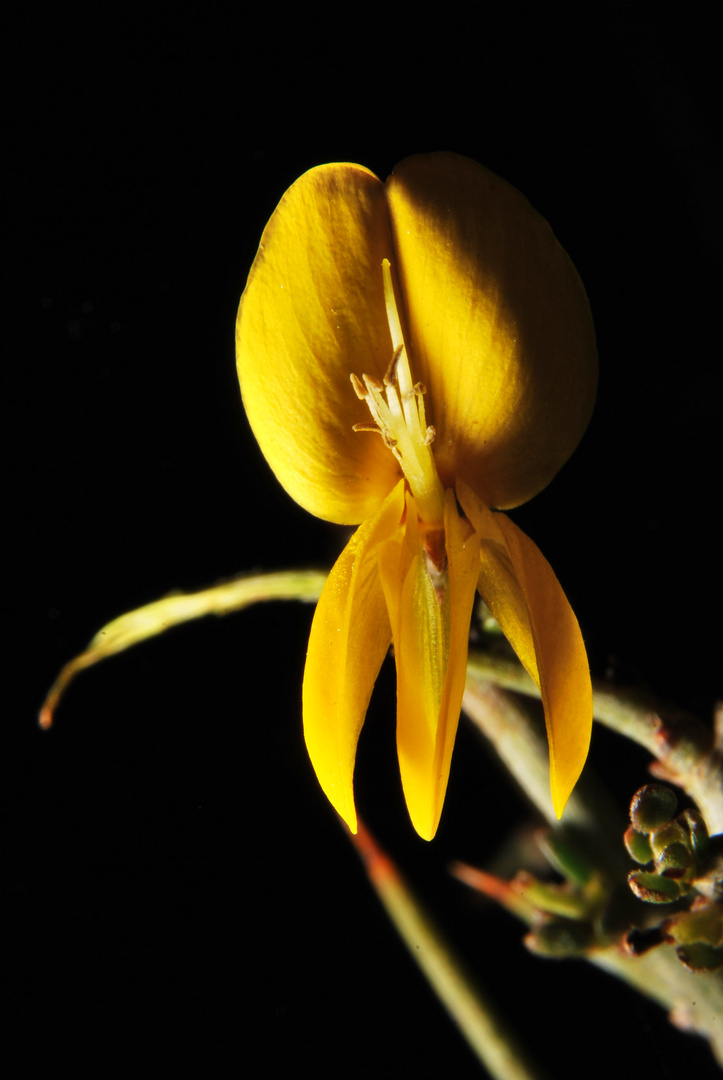 Flor de Aliaga.