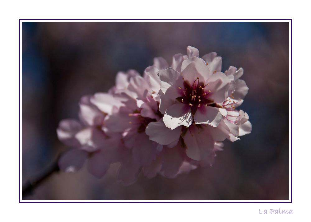 Flor de Almendra