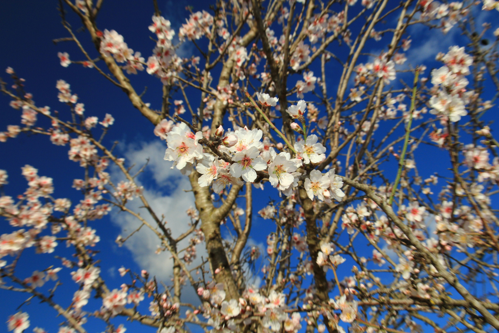 Flor de Almendro