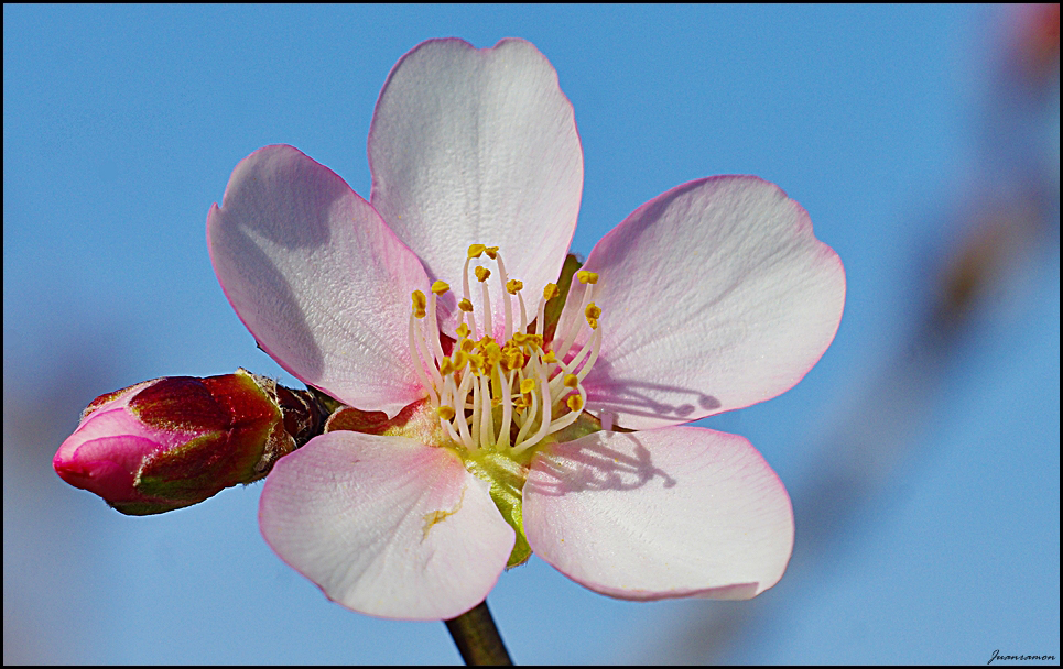 Flor de Almendro 2