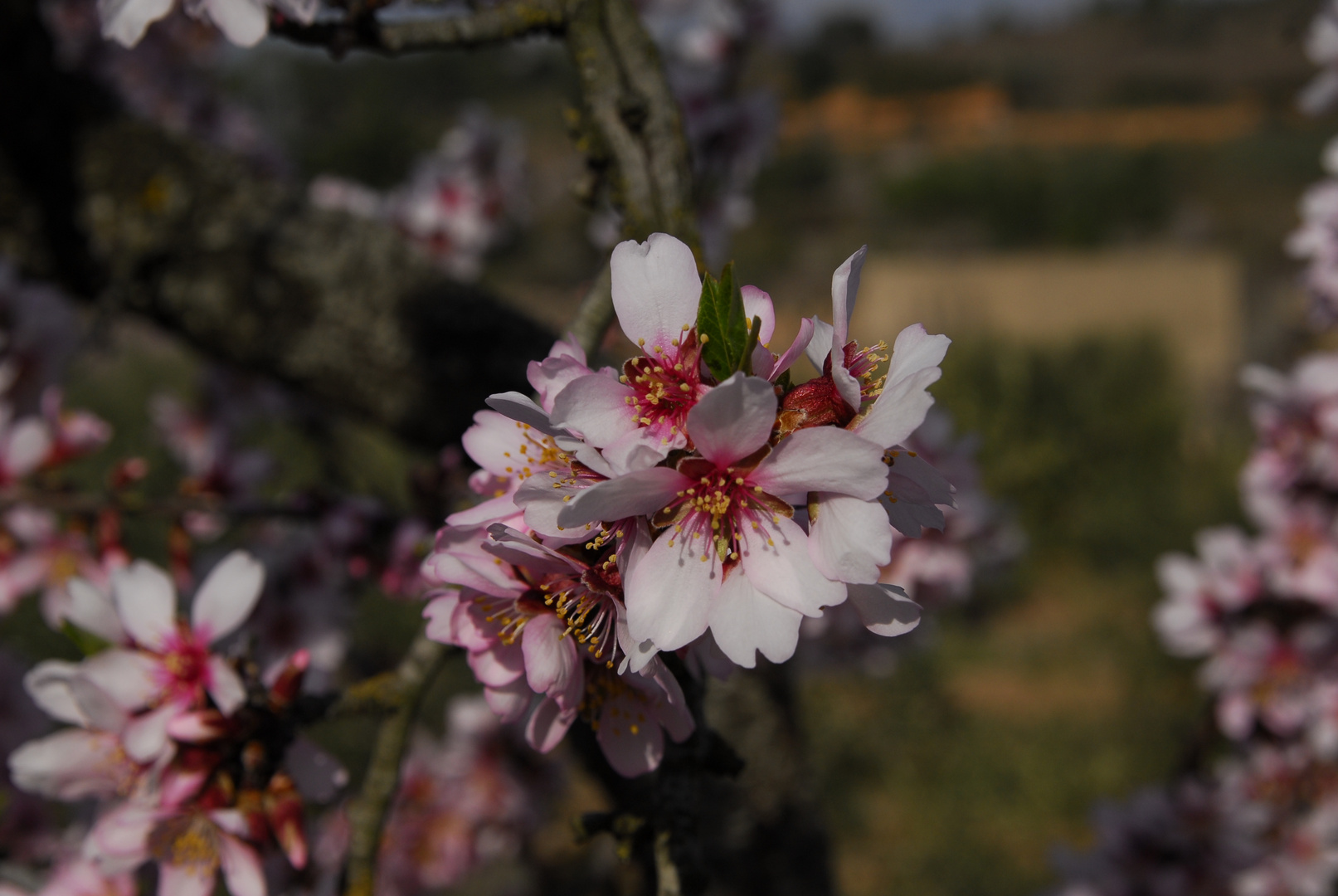 Flor de almendro