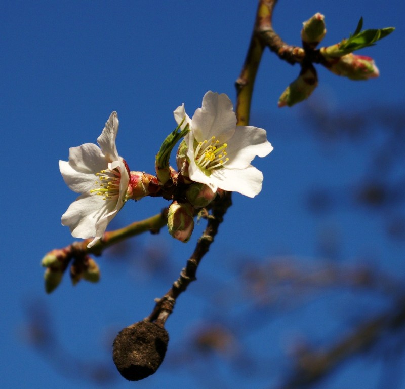 FLOR DE ALMENDRO