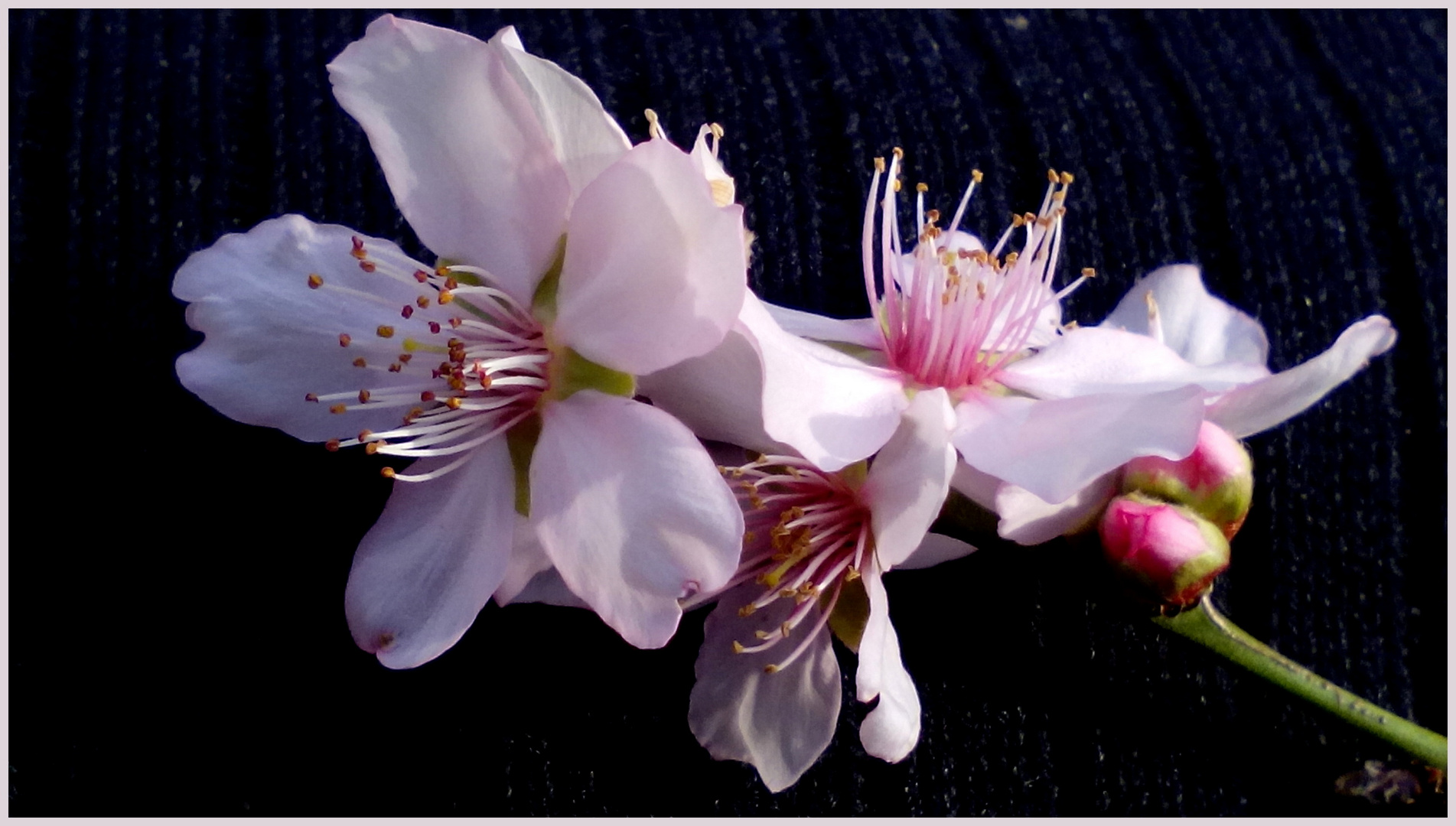 FLOR DE ALMENDRO (3)