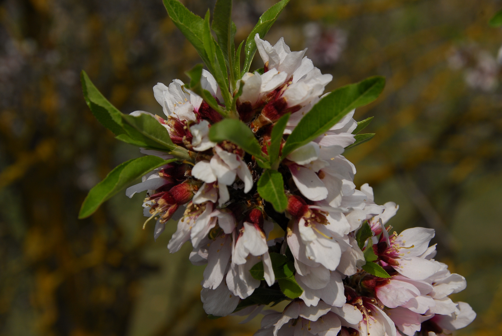 Flor de almendro