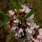 Flor de almendro