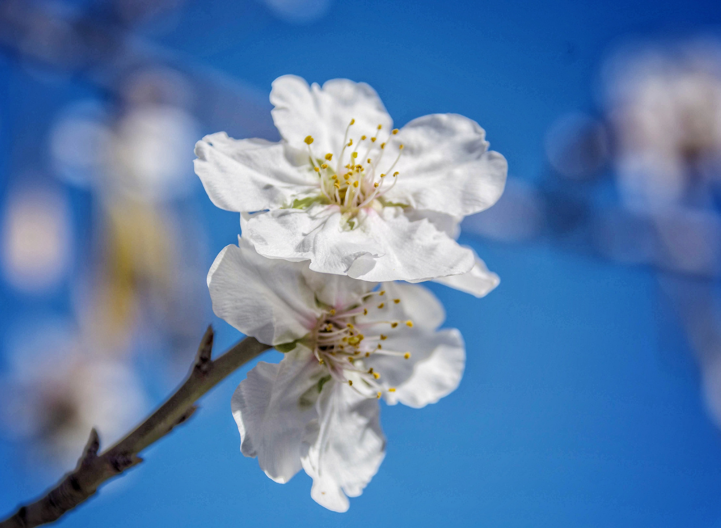 Flor de almendro