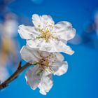 Flor de almendro