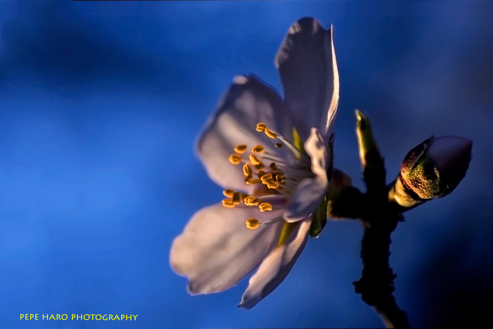 Flor de almendro.