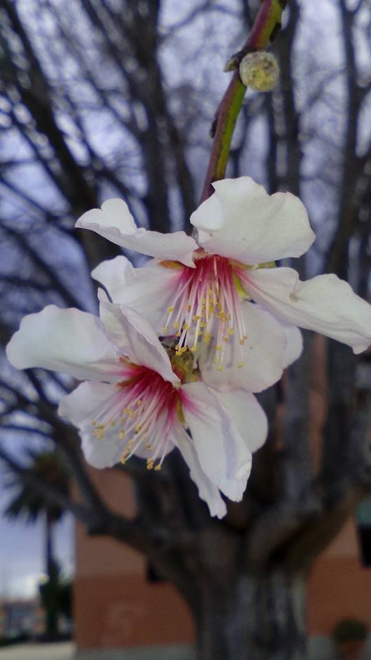 FLOR DE ALMENDRO