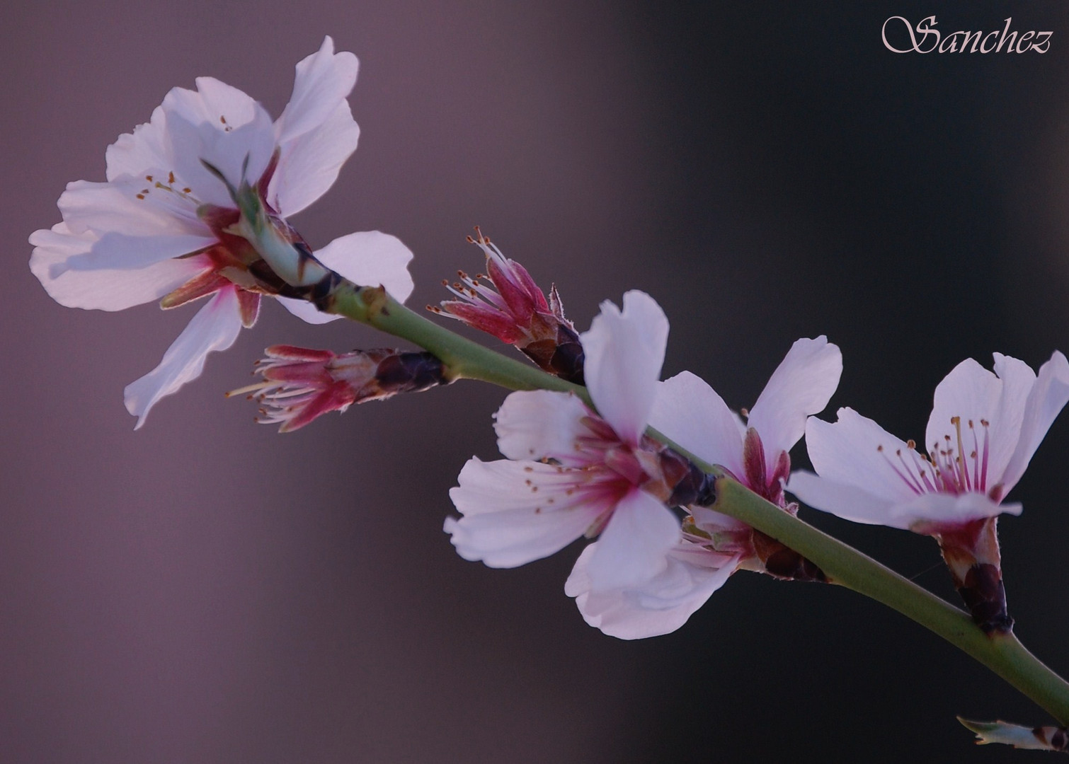 Flor de almendro.