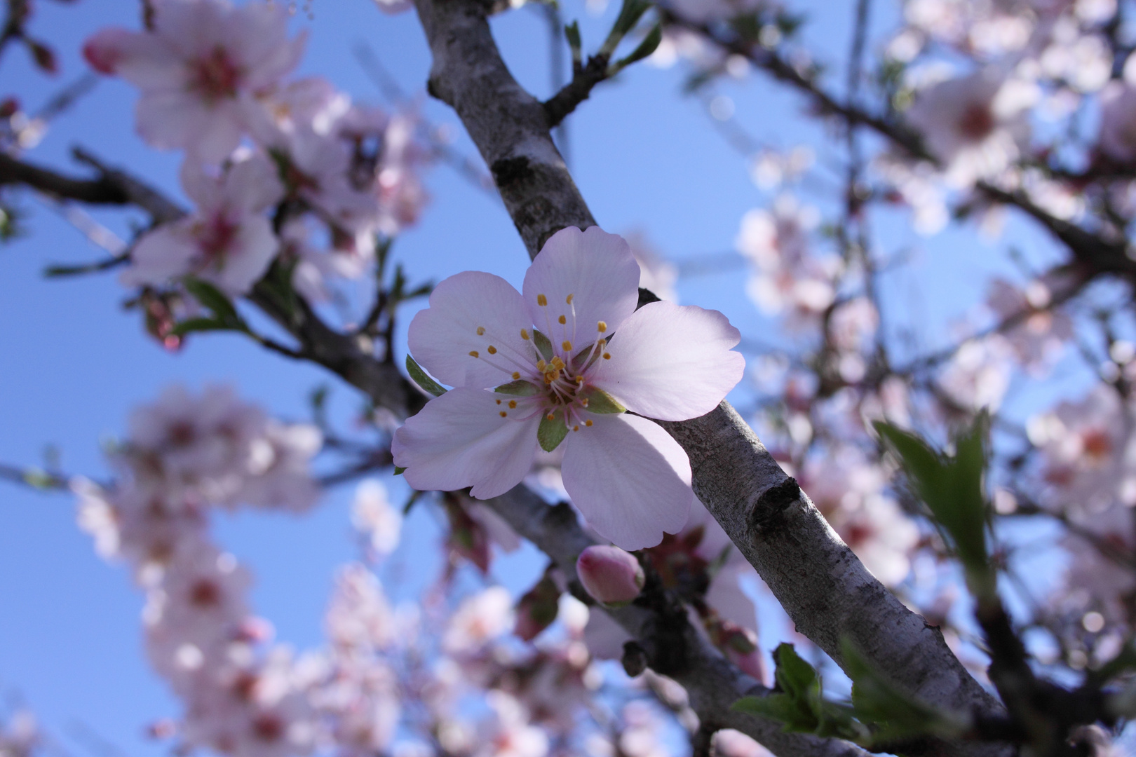 Flor de Almendro