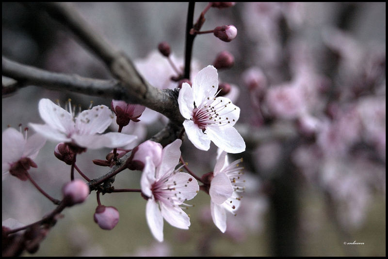 flor de almendro