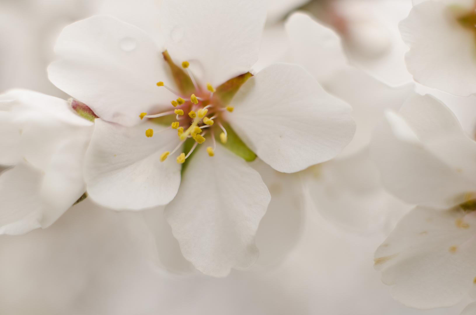 Flor de almendro