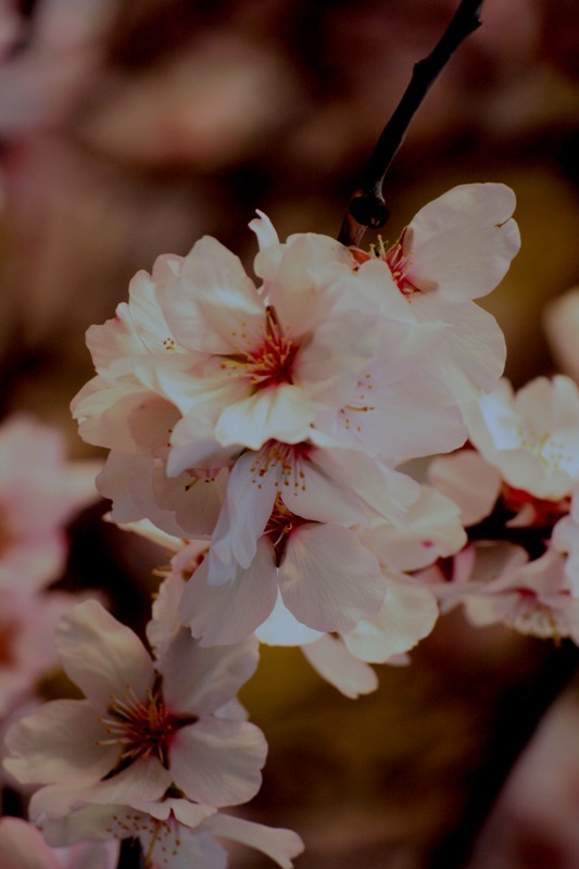 Flor de Almendro