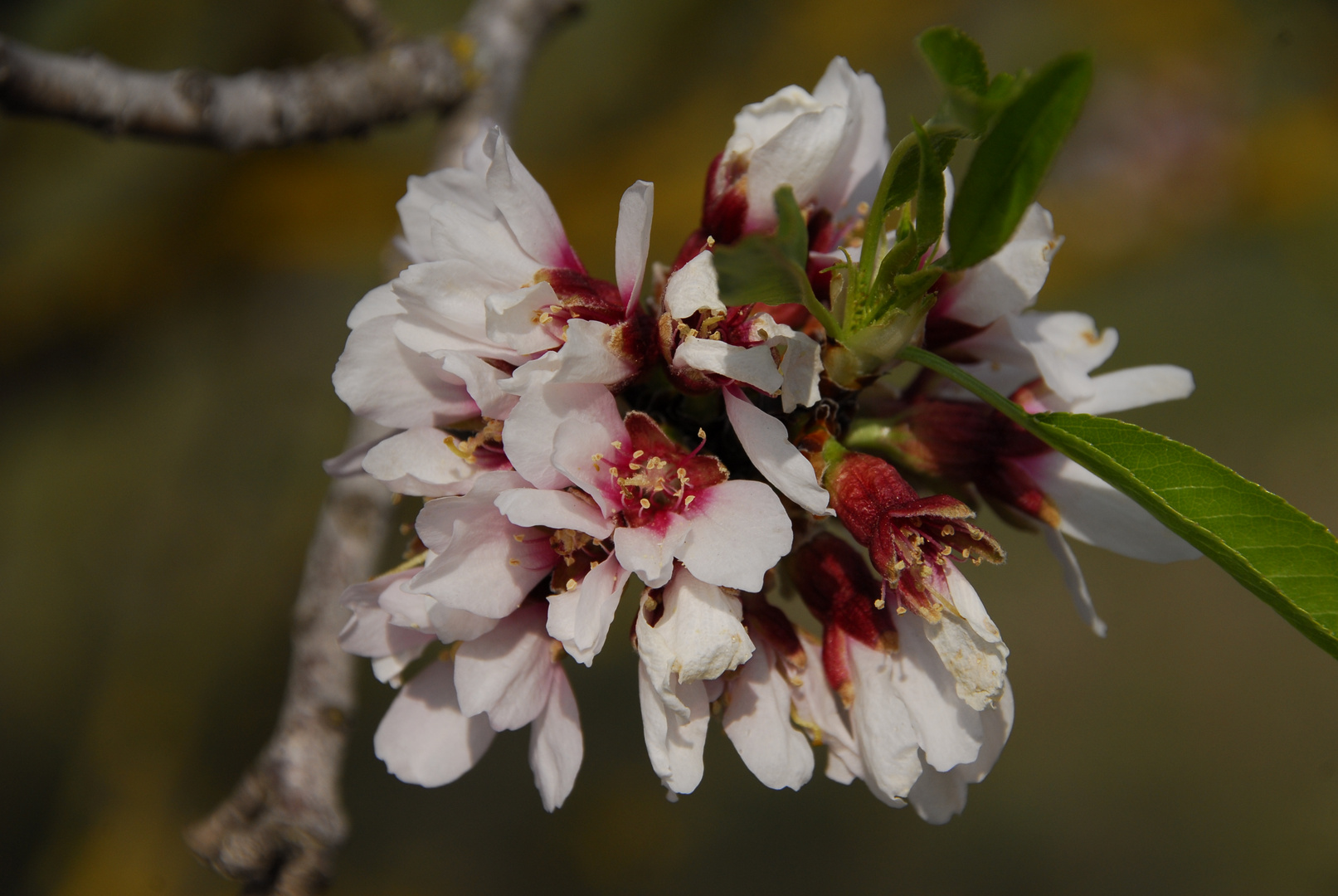 Flor de almendro