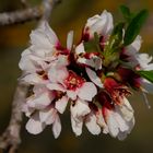 Flor de almendro