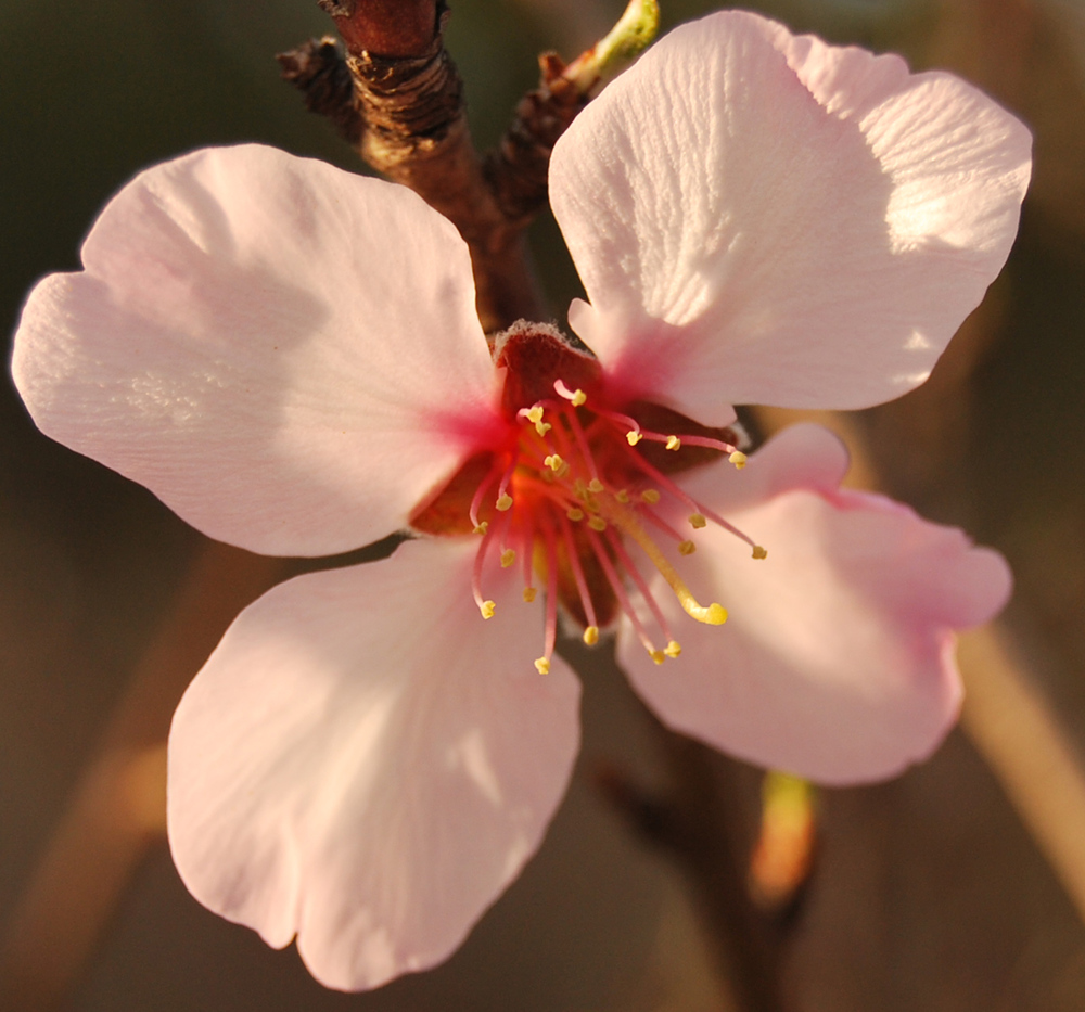 Flor de Almendro al atardecer