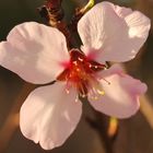 Flor de Almendro al atardecer