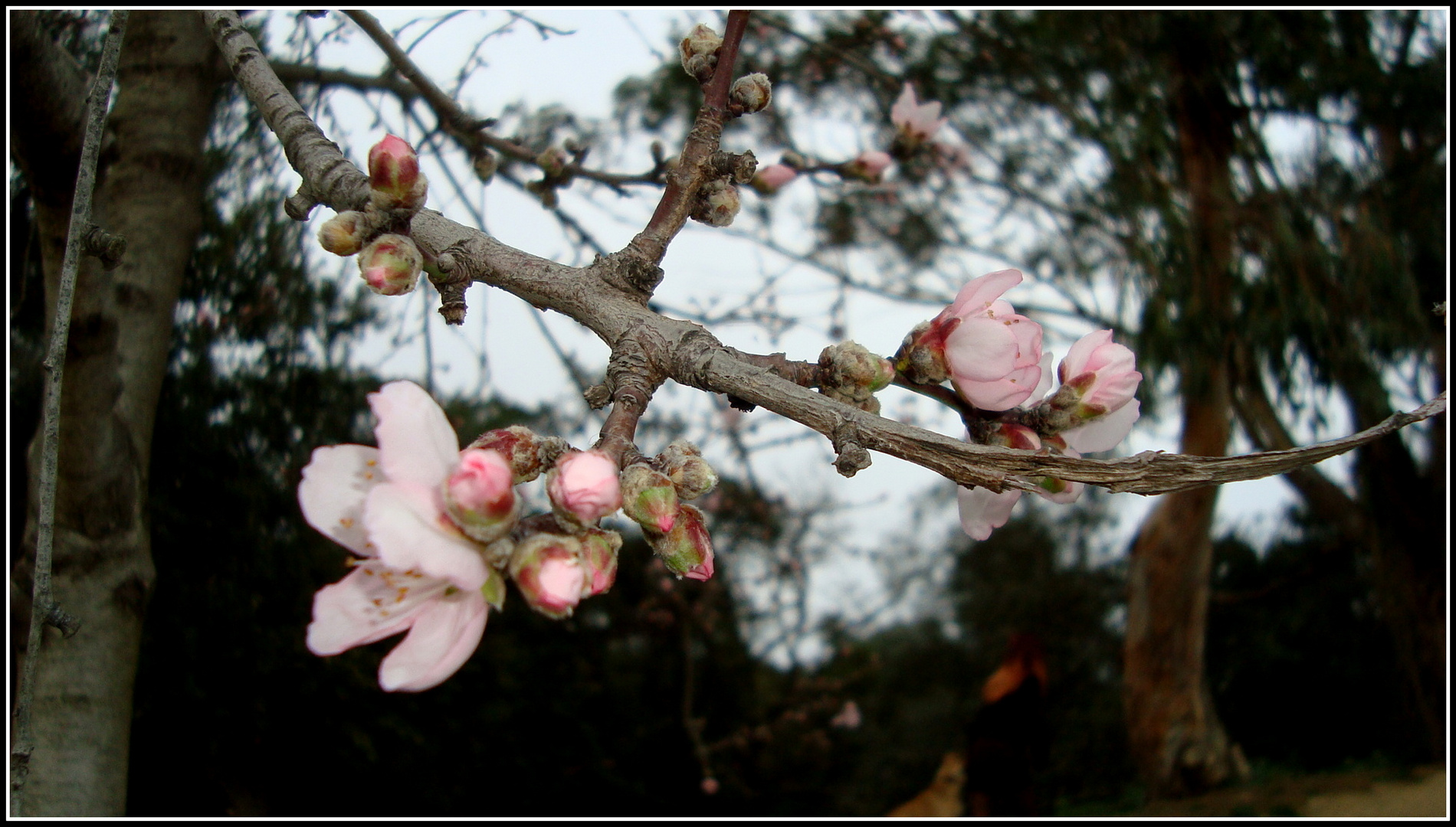 FLOR DE ALMENDRO