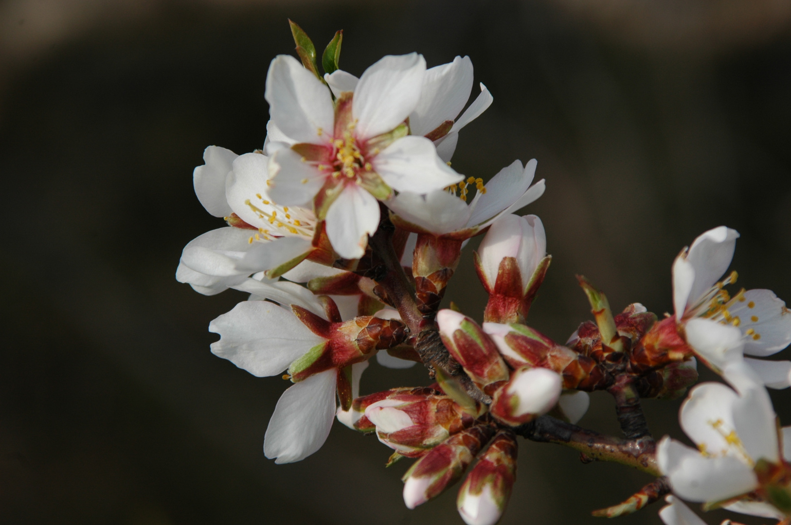 Flor de almendro