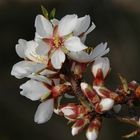 Flor de almendro