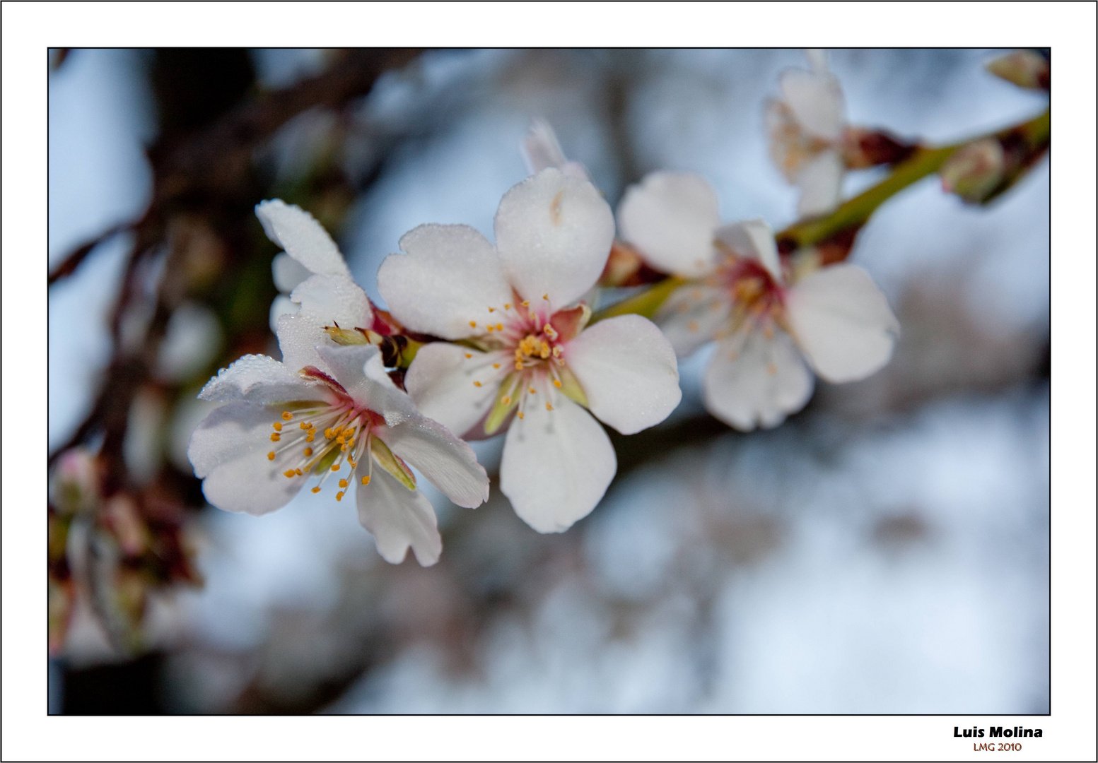 Flor de Almendro