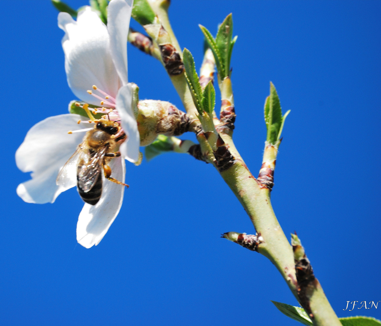 Flor de almendro