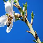 Flor de almendro