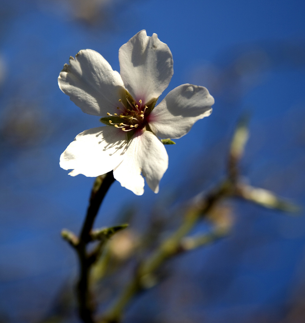 FLOR DE ALMENDRO