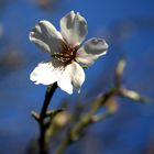 FLOR DE ALMENDRO