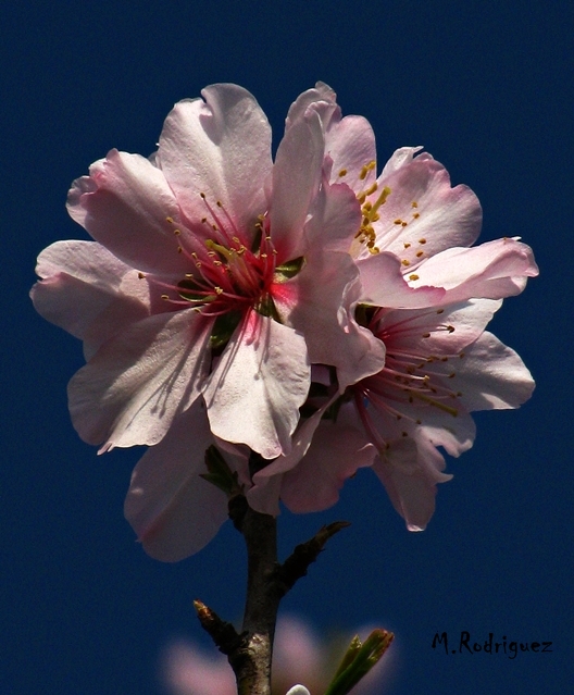 Flor de Almendro