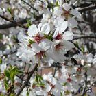 FLOR DE ALMENDRO CON ABEJA POLINIZANDO