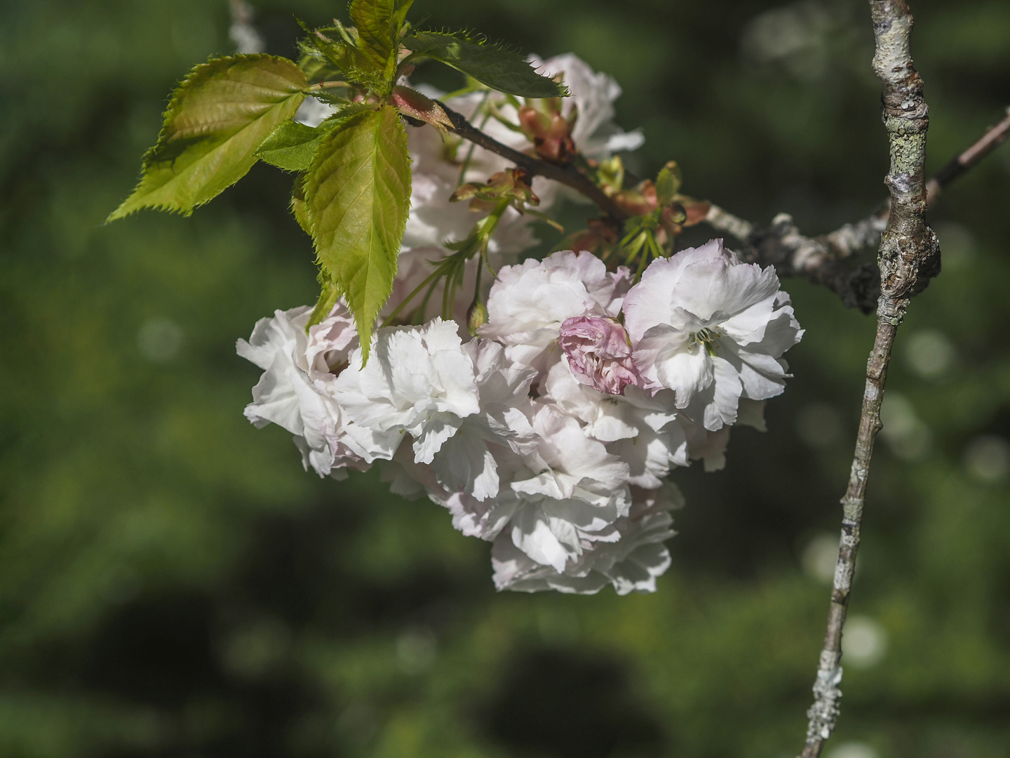 Flor de almendro..