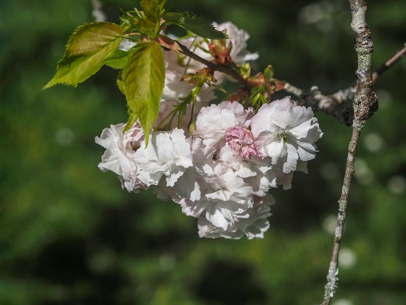 Flor de almendro..