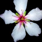 Flor de almendro en la noche