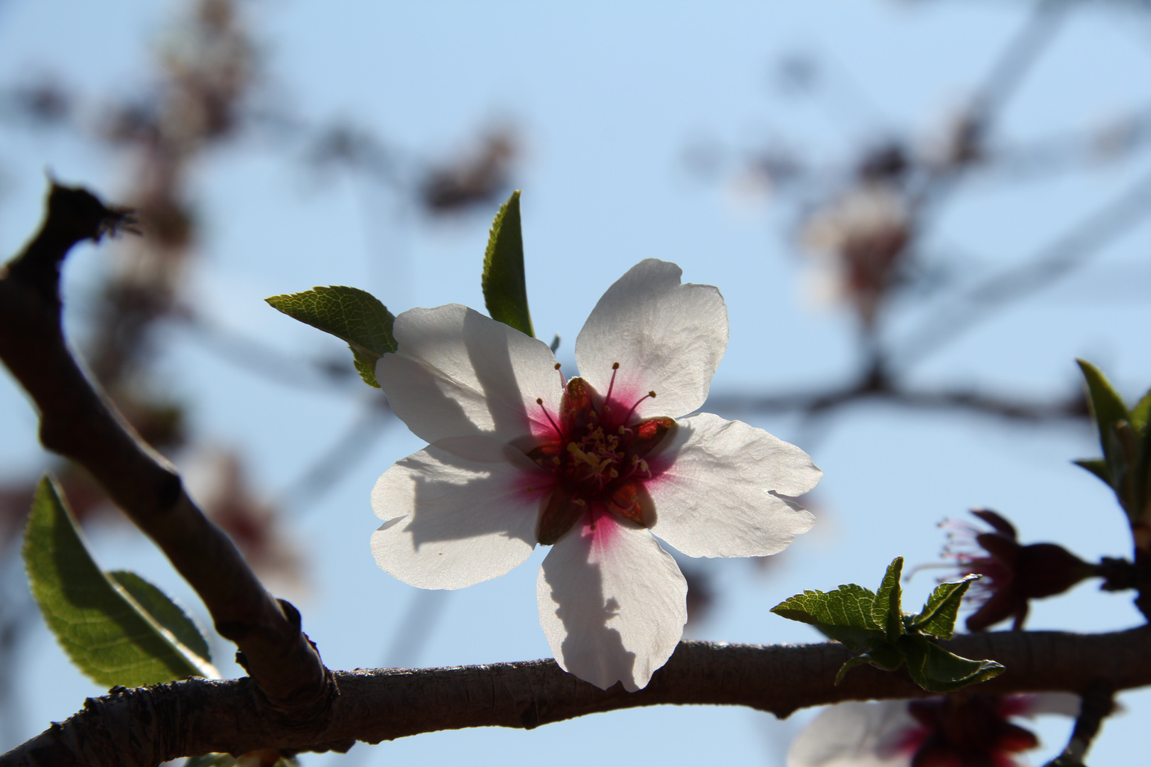 flor de almendro