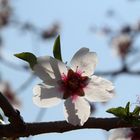 flor de almendro