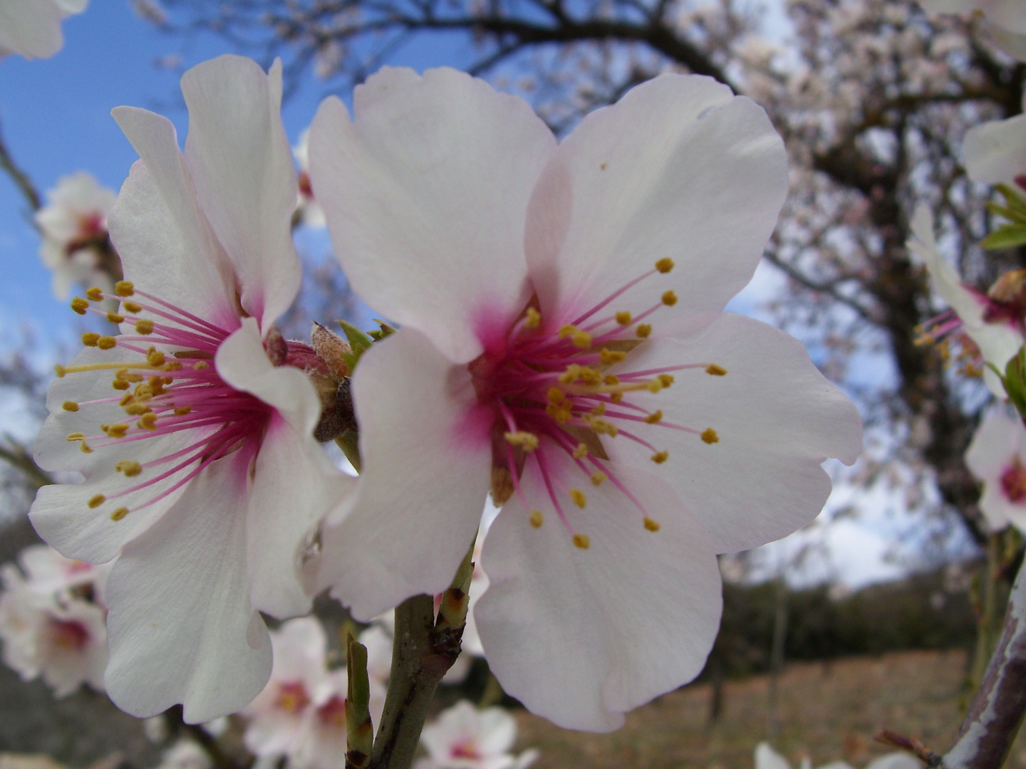 FLOR DE ALMENDRO... FERNANDO LÓPEZ   fOTOGRAFÍAS...